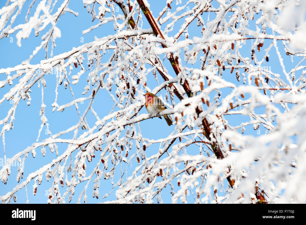 Robin mammella rossa seduta su strade coperte di neve il ramo Foto Stock