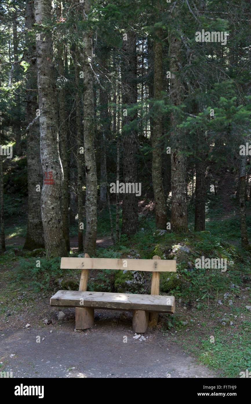 Panca in legno nel verde della foresta Foto Stock