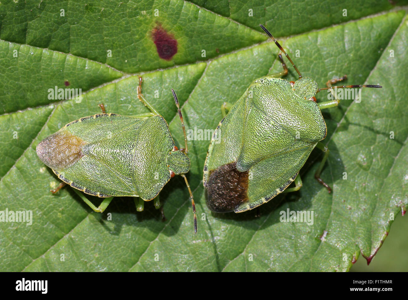 Schermo verde bug Palomena prasina Foto Stock