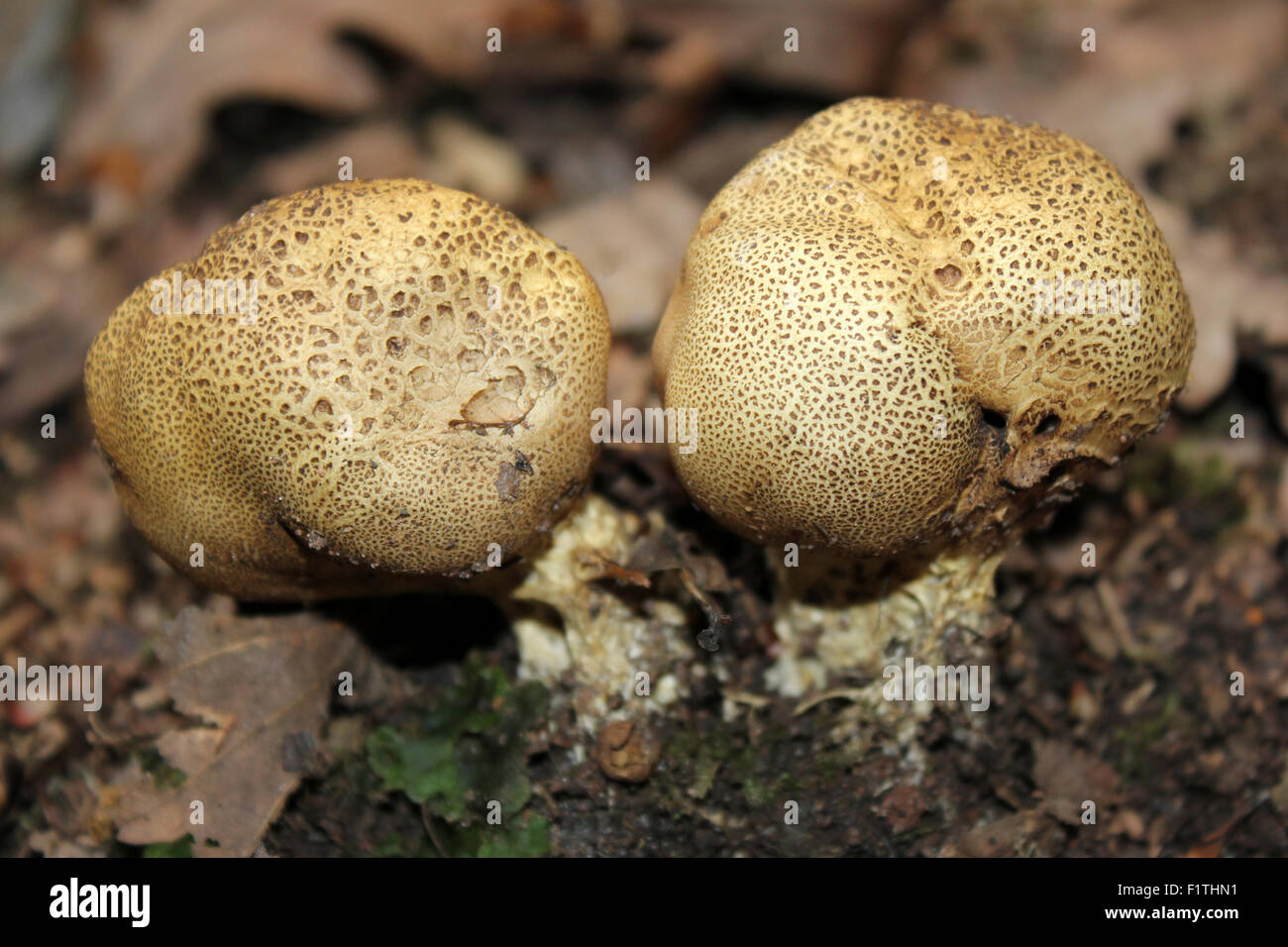 Squamosa Earthballs Scleroderma verrucosum Foto Stock
