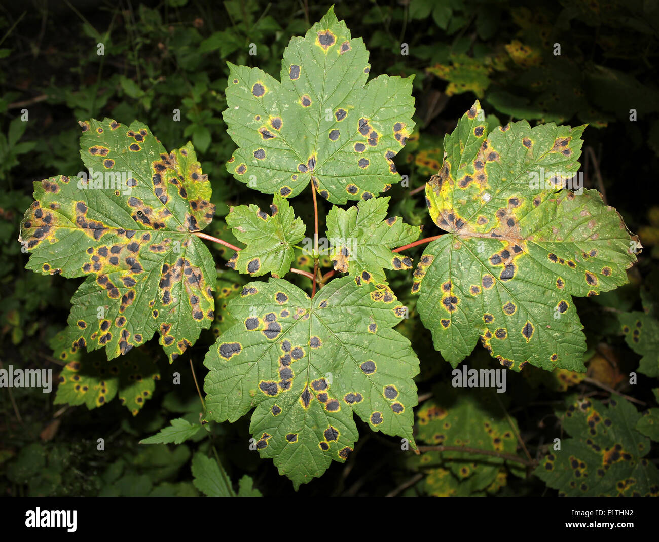 Macchia di catrame fungo Rhytisma acerinum su foglie di platano Foto Stock