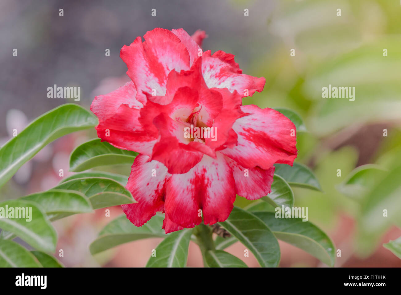 Adenium obesum tree, fiore rosa, rosa del deserto Foto Stock