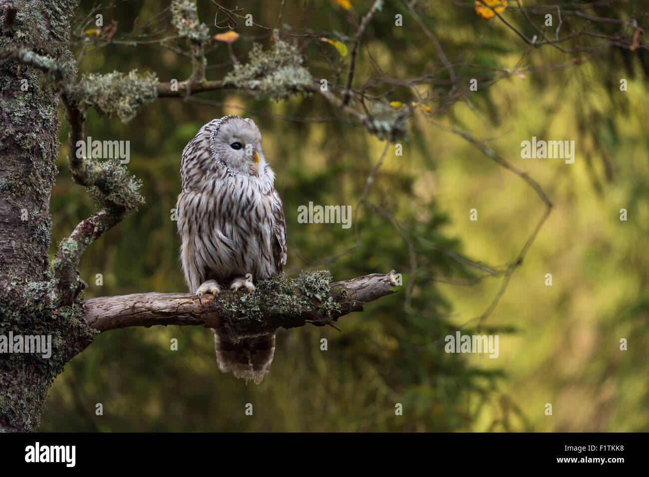 Ural Owl / Habichtskauz ( Strix uralensis ) si appollaia in un vecchio albero lichened con bei riflessi di luce solare in background. Foto Stock