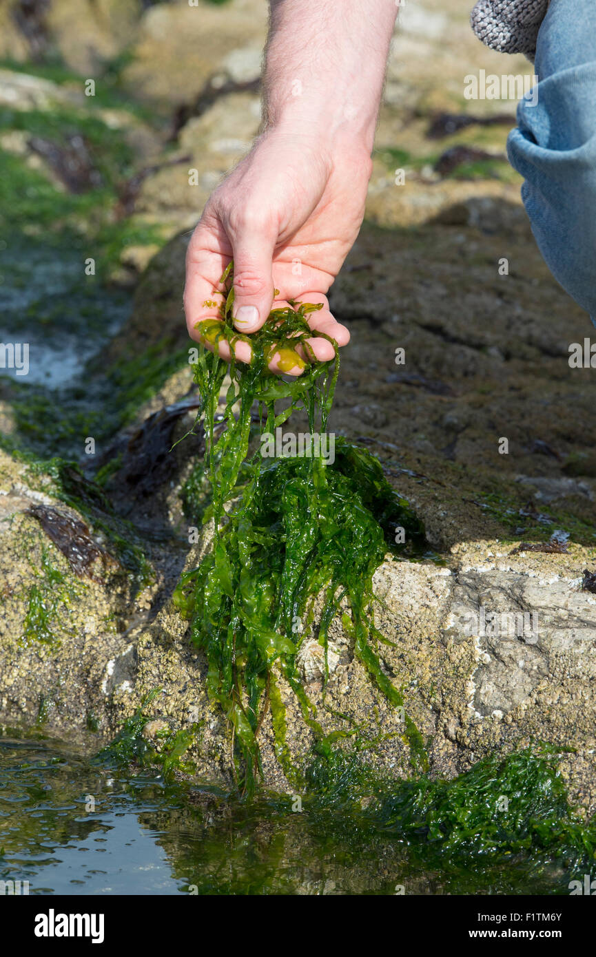 Ulva intestinalis. L'uomo rovistando alghe marine / gutweed sul litorale di Northumberland. Regno Unito Foto Stock