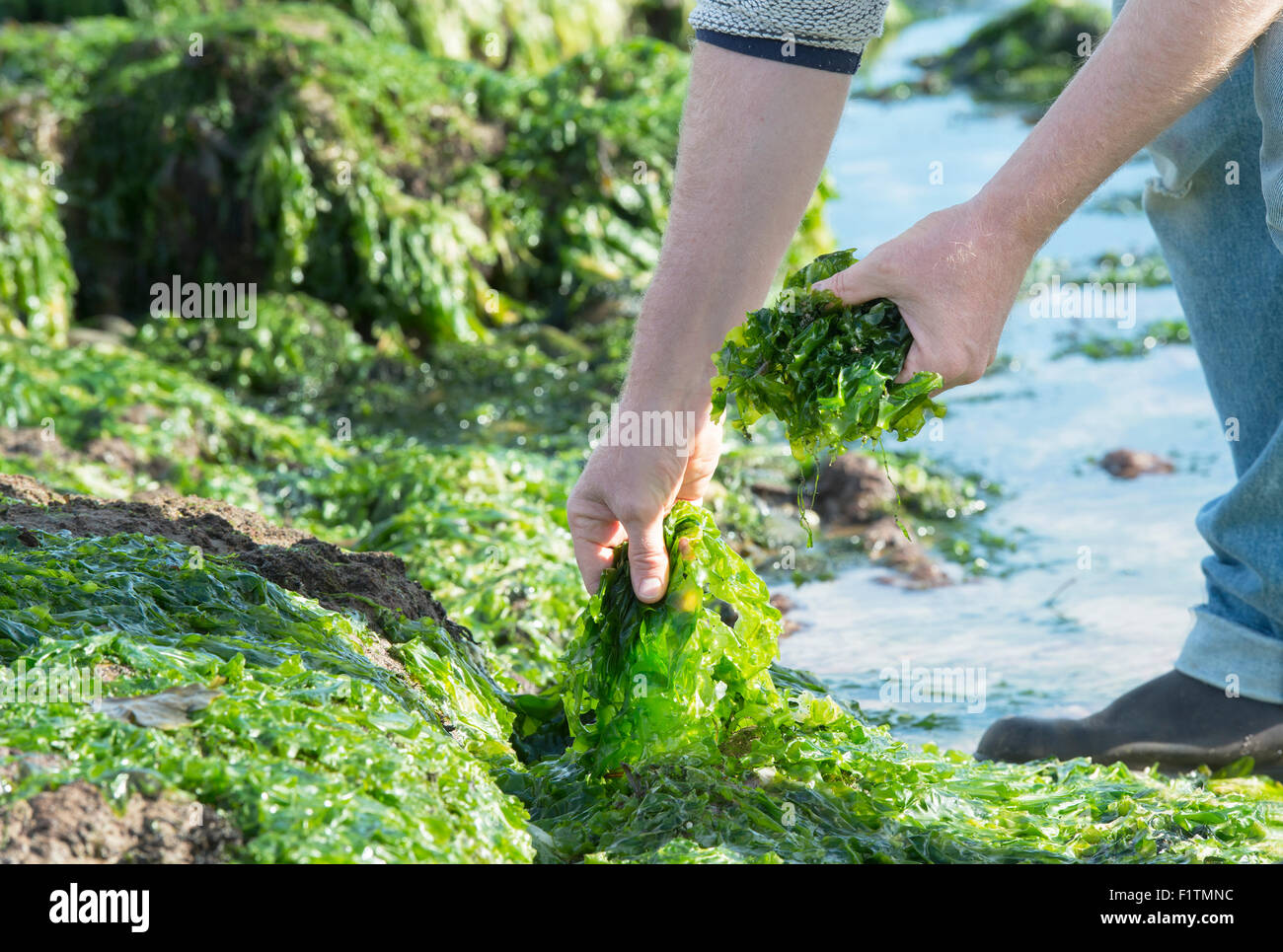 Ulva lactuca. L'uomo rovistando alghe marine / lattuga di mare sulla costa di Northumberland. Regno Unito Foto Stock