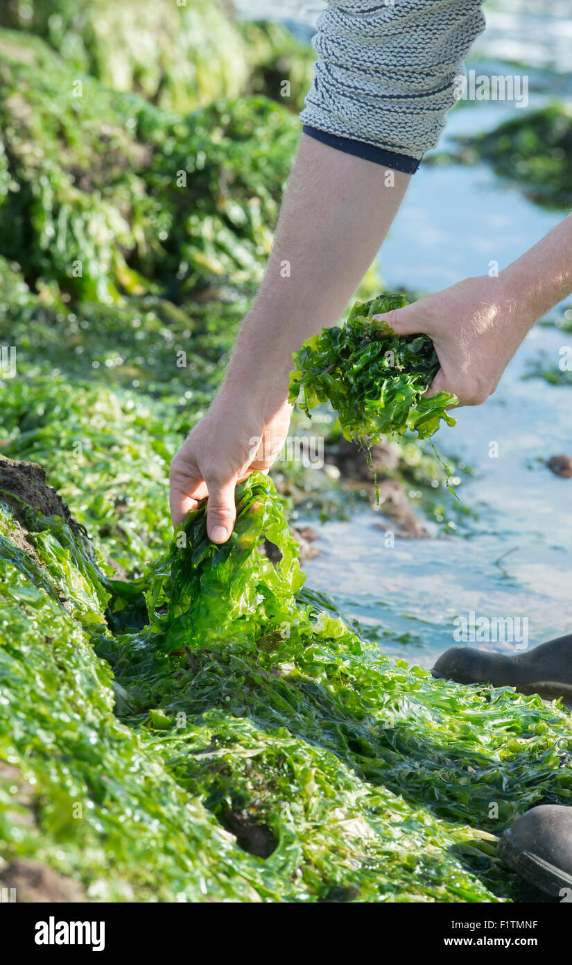 Ulva lactuca. L'uomo rovistando alghe marine / lattuga di mare sulla costa di Northumberland. Regno Unito Foto Stock