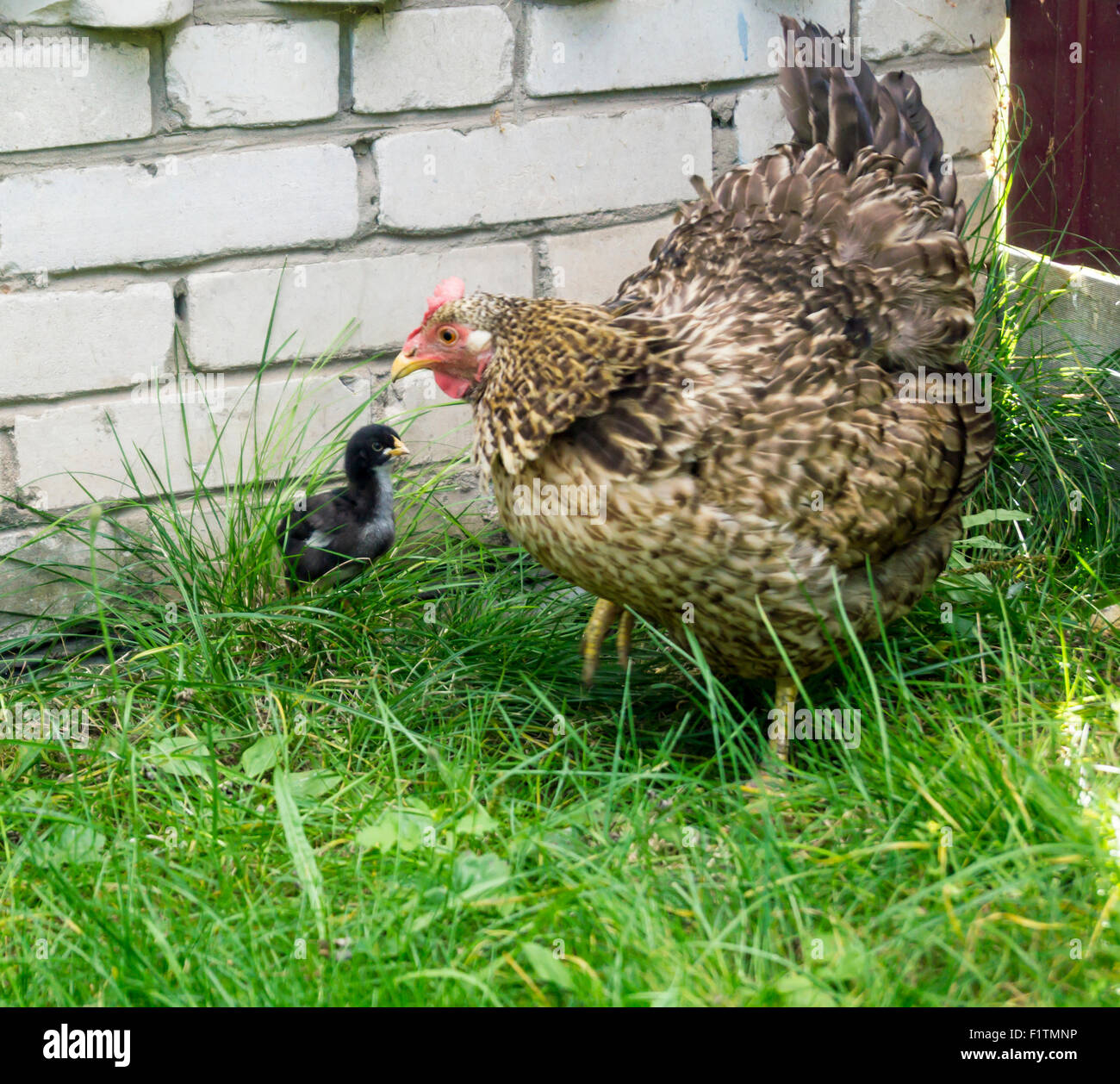 Gallina con annidato su erba verde Foto Stock