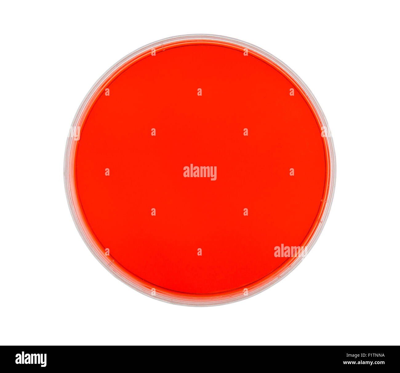 Piastra di petri con agar rosso isolato su bianco con percorso di clipping. Foto Stock
