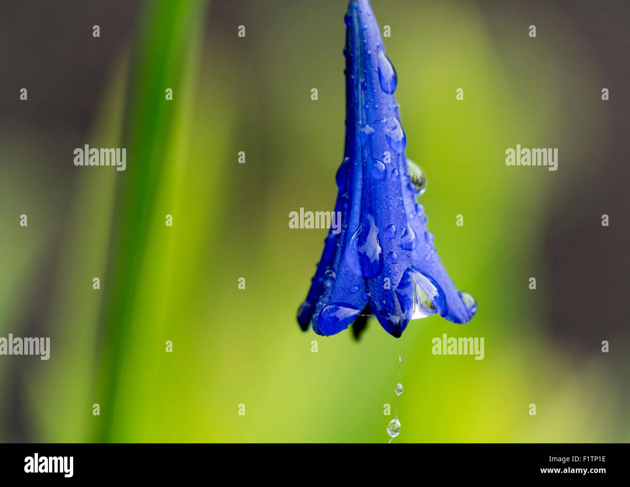 Fiore blu con le gocce di pioggia Foto Stock