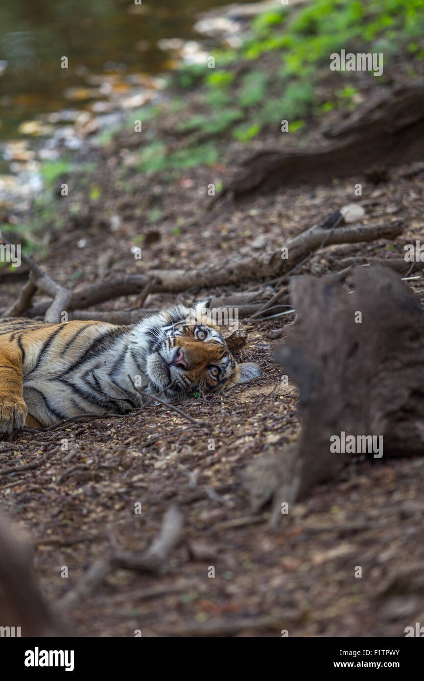 Tigre del Bengala vicino dal lago Rajbaug Ranthambhore foresta. [Panthera Tigris] Foto Stock