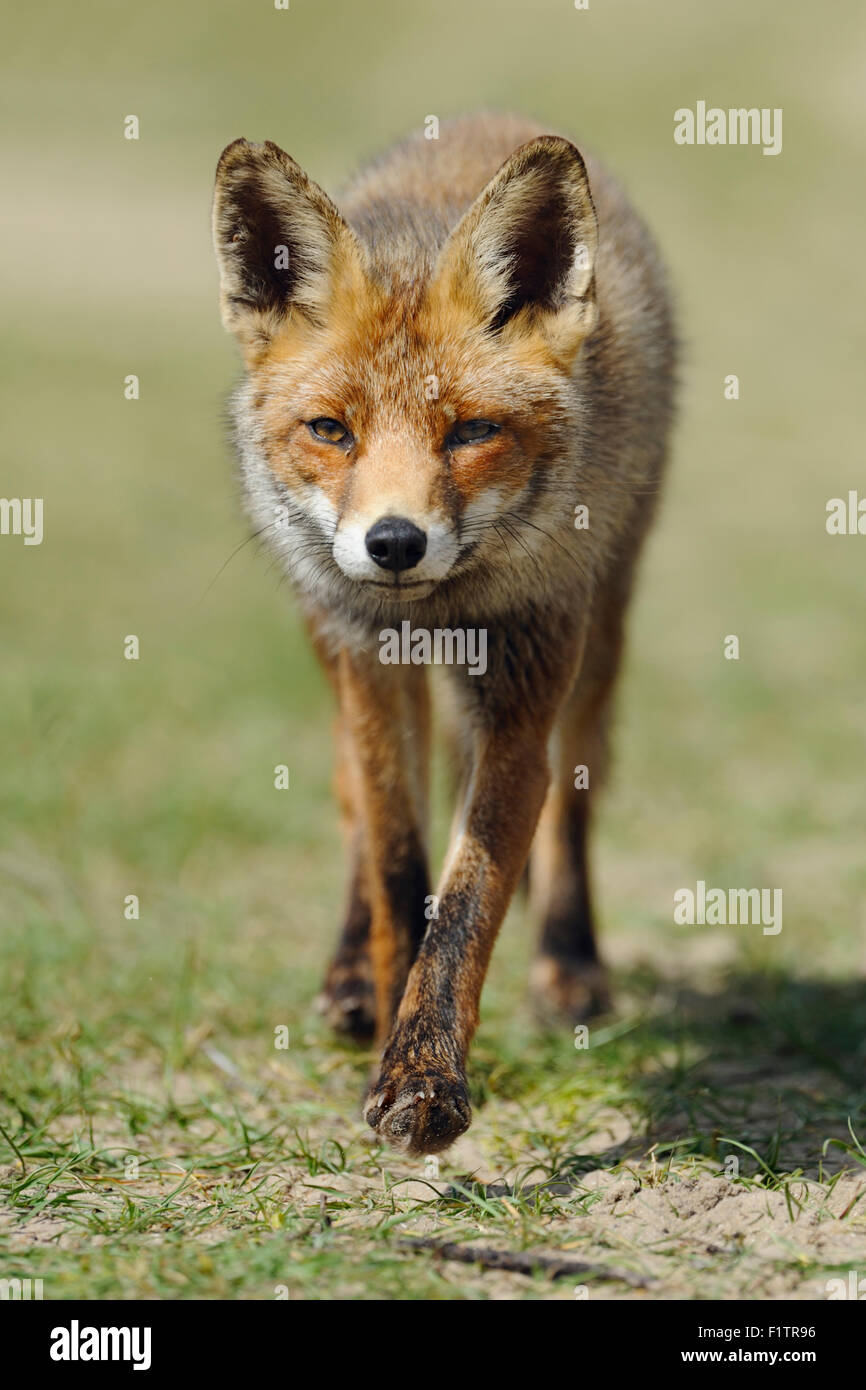 Scatto frontale di una volpe rossa / Rotfuchs ( Vulpes vulpes ), orecchie a punta, camminate dritti alla fotocamera. Foto Stock