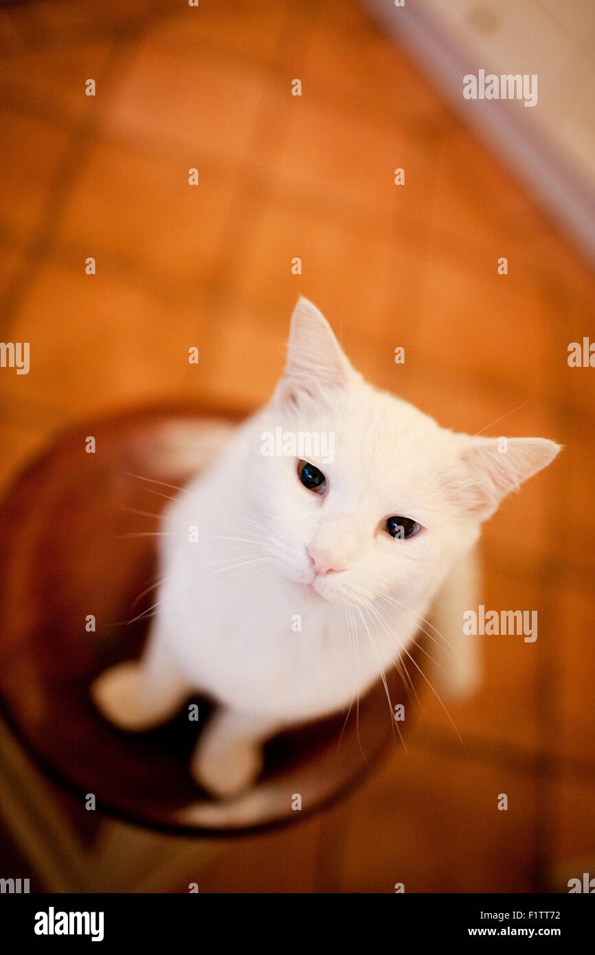 Il contatto visivo con il gatto bianco su sgabello Foto Stock