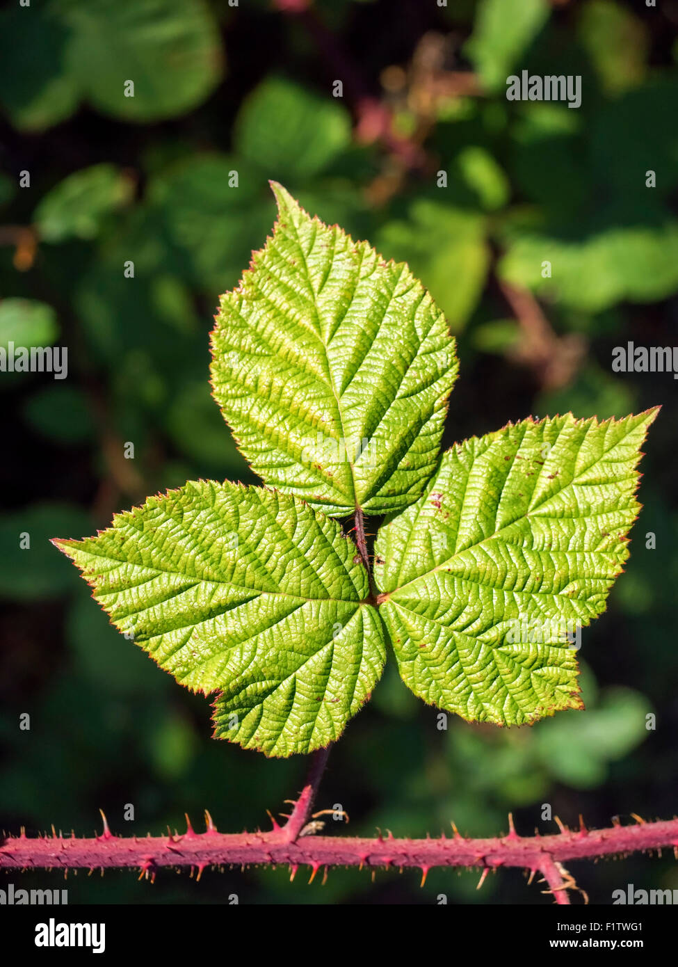 Una foglia di bush macro immagine Foto Stock