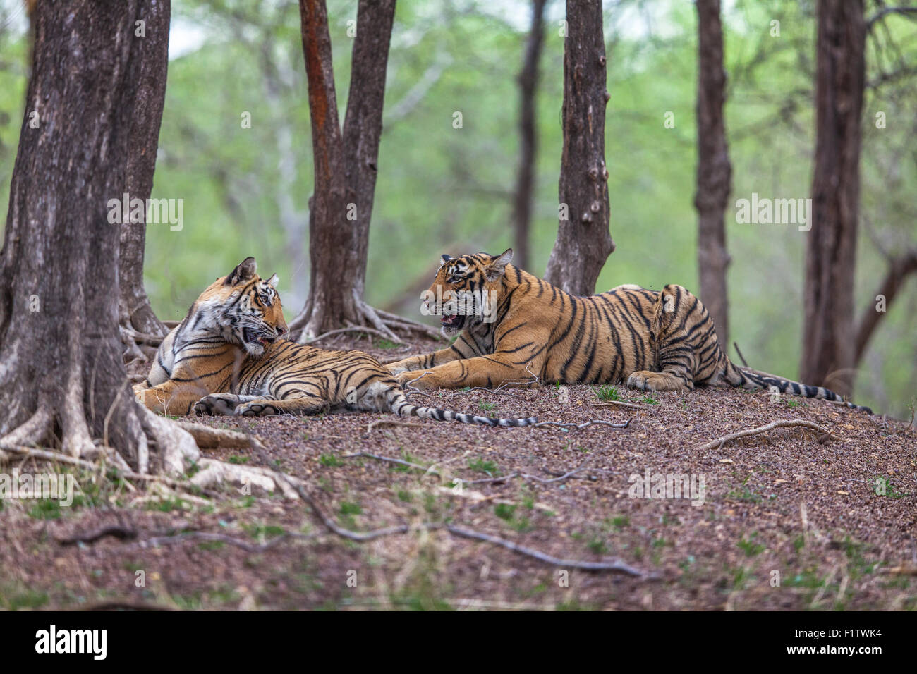 Wild giovani Tigri circa 13 mesi nella foresta Ranthambhore, India. [Panthera Tigris] Foto Stock