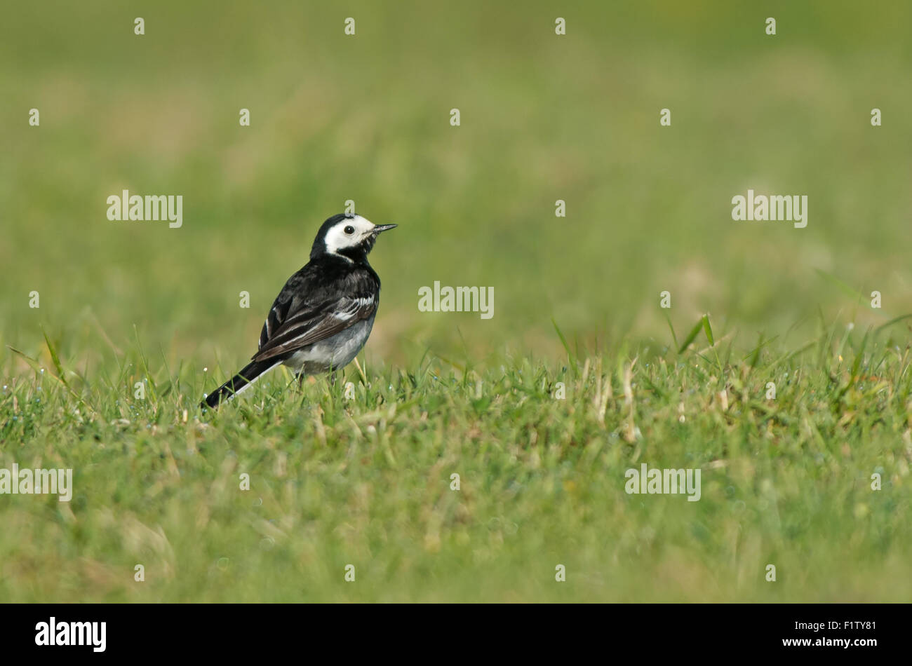 Femmina Pied Wagtail-Motacilla alba. Molla. Regno Unito Foto Stock