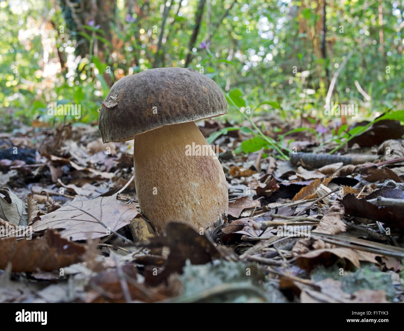 Boletus aereus aka porcino, porcini, dark cep, bronzo bolete. Fotografato dove fouond in oakwood. Foto Stock