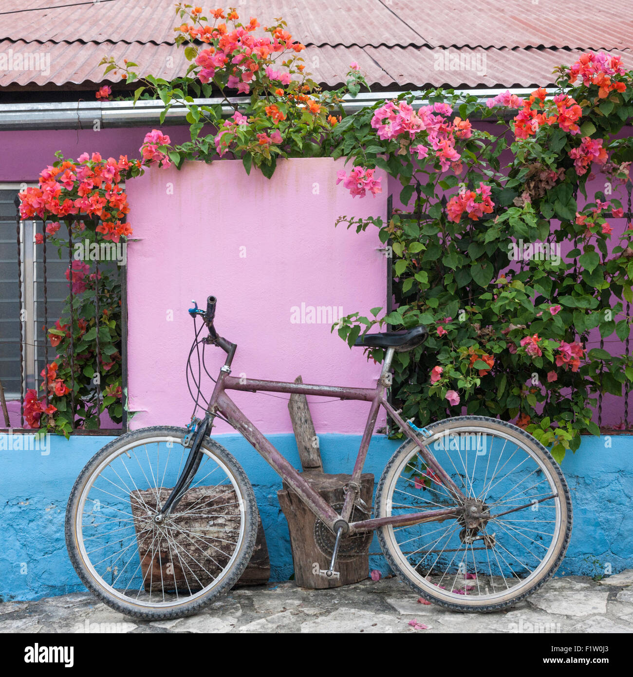 Bicicletta appoggiata sotto un pergolato di bouganville decorare un pastello casa dipinta nella cittadina di El Remate Guatemala Foto Stock