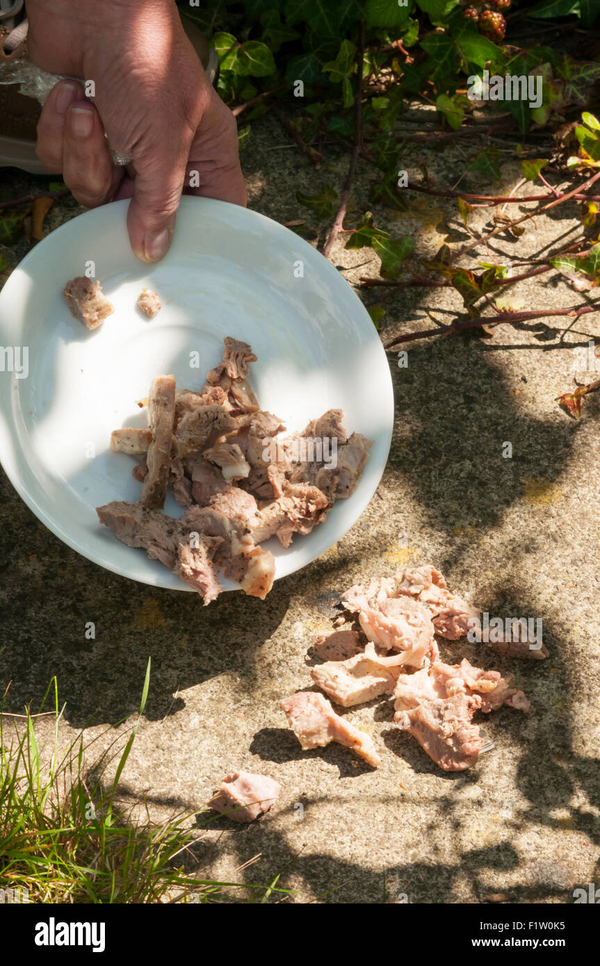 Messa fuori scarti di carne per urban volpi & gazze possono incoraggiare i parassiti. Foto Stock