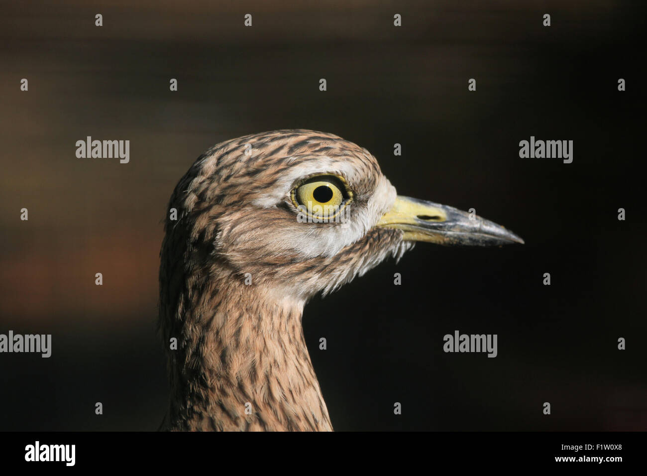 Eurasian pietra (curlew Burhinus oedicnemus) a Plzen Zoo in Boemia occidentale, Repubblica Ceca. Foto Stock