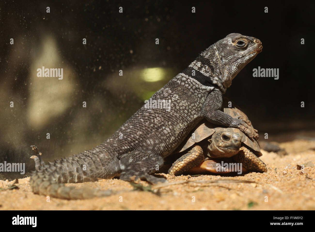 Cuvier il Madagascar swift (Oplurus cuvieri) e comuni spider tartaruga (Pyxis arachnoides arachnoides). Foto Stock