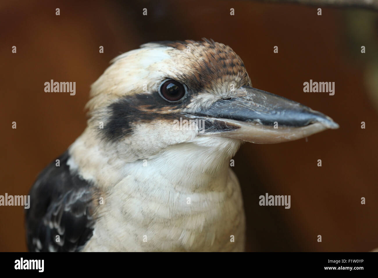 Ridendo kookaburra (Dacelo novaeguineae) a Plzen Zoo in Boemia occidentale, Repubblica Ceca. Foto Stock