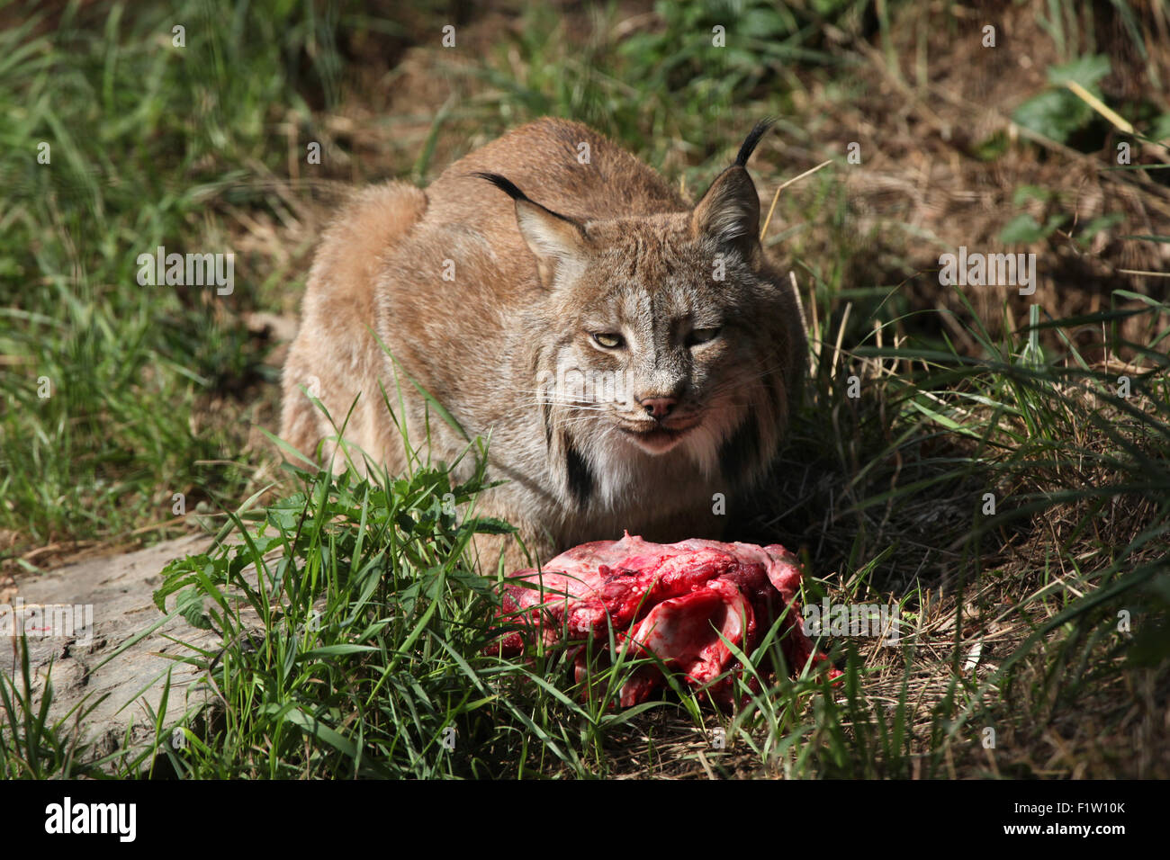 Canadese (Lynx Lynx canadensis canadensis) mangiare carne a Plzen Zoo in Boemia occidentale, Repubblica Ceca. Foto Stock
