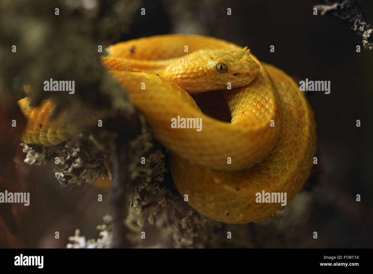 Tintura ciglia viper (Bothriechis schlegelii) a Plzen Zoo in Boemia occidentale, Repubblica Ceca. Foto Stock