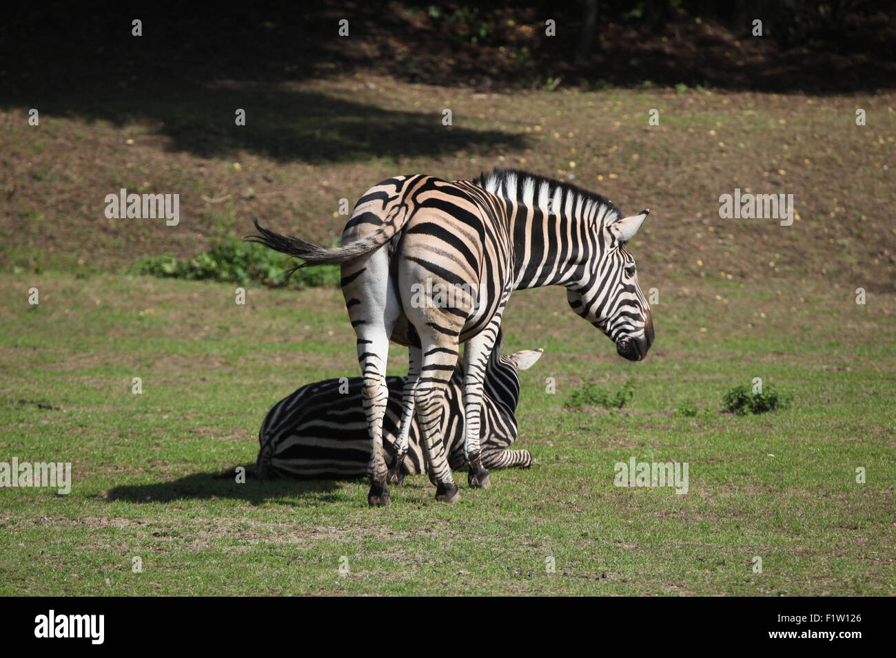 Chapman's zebra (Equus quagga chapmani) a Plzen Zoo in Boemia occidentale, Repubblica Ceca. Foto Stock