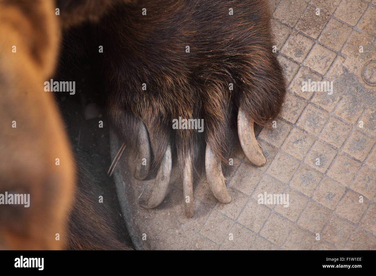 L'orso bruno (Ursus arctos) griffa a Plzen Zoo in Boemia occidentale, Repubblica Ceca. Foto Stock