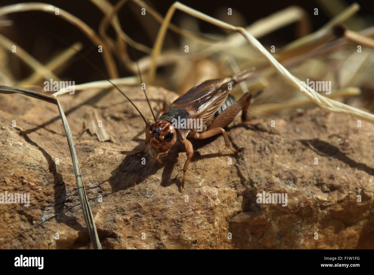 Casa cricket (Acheta domestica) a Plzen Zoo in Boemia occidentale, Repubblica Ceca. Foto Stock