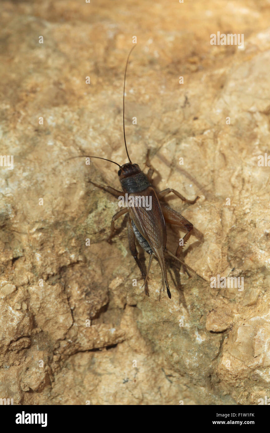 Casa cricket (Acheta domestica) a Plzen Zoo in Boemia occidentale, Repubblica Ceca. Foto Stock