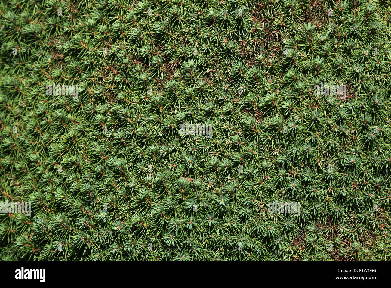 Bianco Lilliput Abete (Picea glauca) texture. Foto Stock