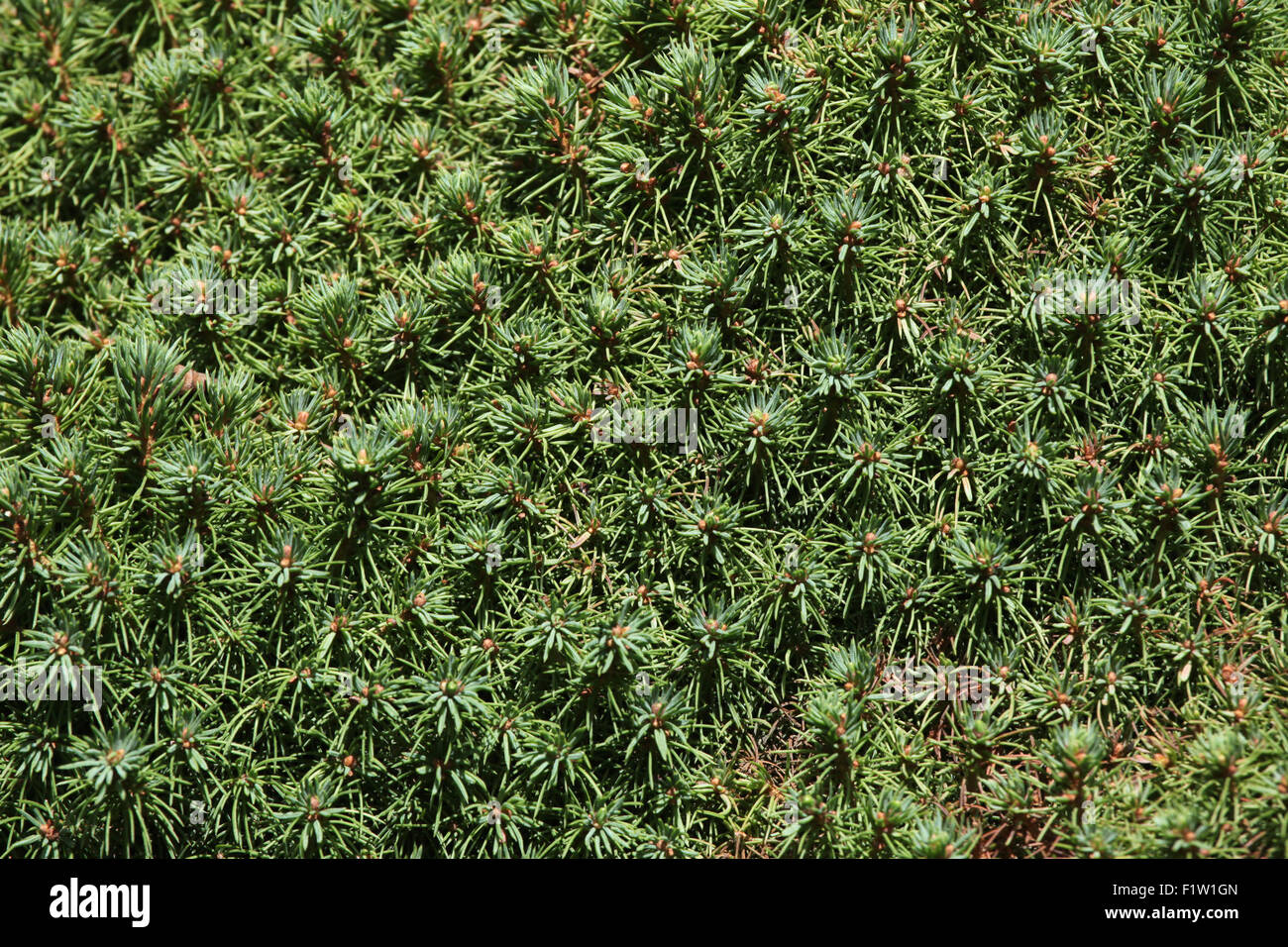 Bianco Lilliput Abete (Picea glauca) texture. Foto Stock
