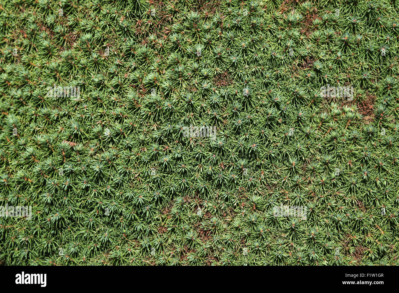 Bianco Lilliput Abete (Picea glauca) texture. Foto Stock
