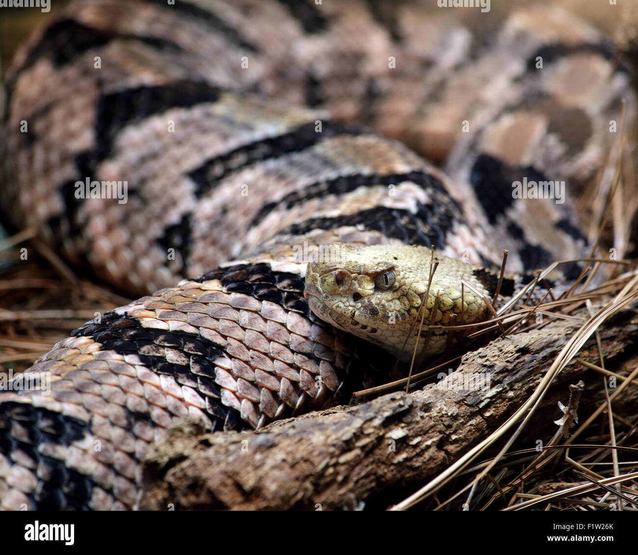 Canebreake Rattlesnake Columbia nella Carolina del Sud,18 luglio 2013. Foto Stock