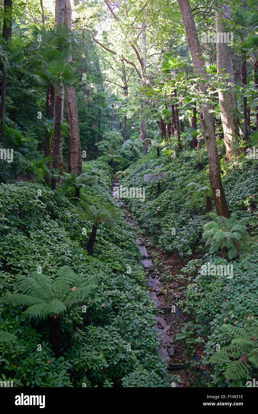 Forest Villa Carlotta giardini del Lago di Como lombardia italia Foto Stock