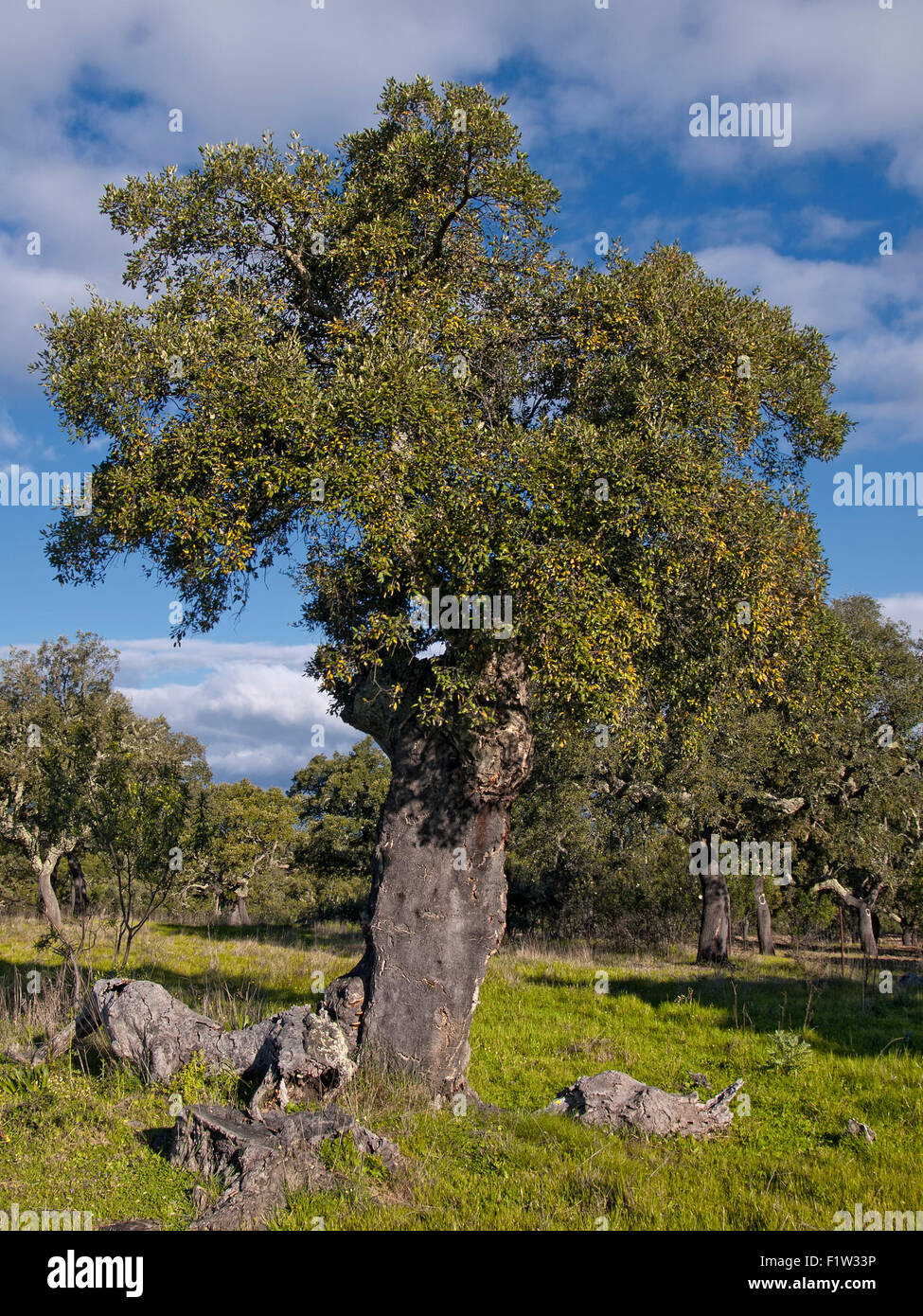 Ritratto verticale di Cork Oak tree, Quercus suber, in piena foglia con la corteccia. Extremadura.Spagna. Foto Stock