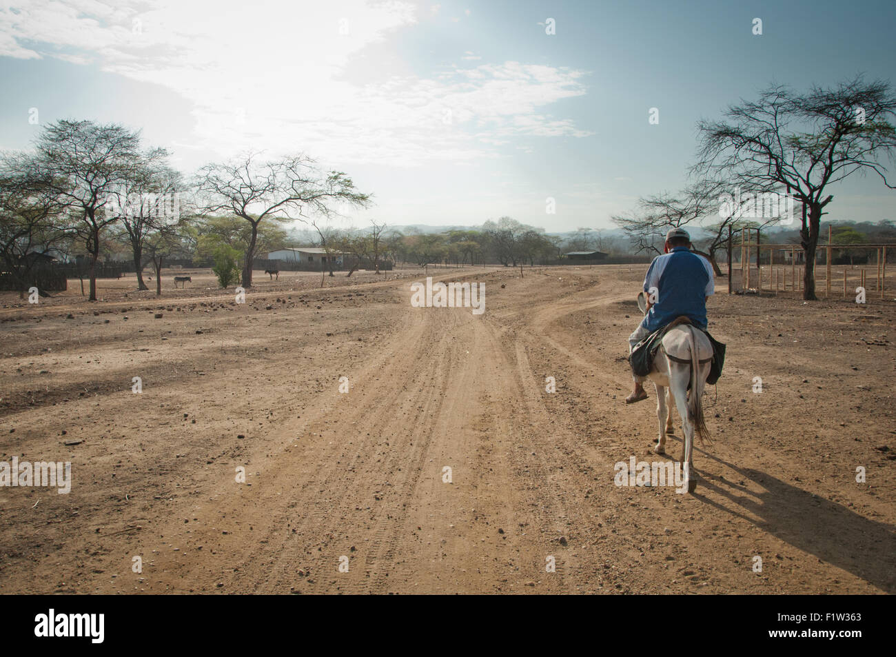 Uomo locale su un asino viaggi tracce di polvere attraverso il Cerros de Amotape durante la stagione secca in Tumbes regione del nord del Perù Foto Stock