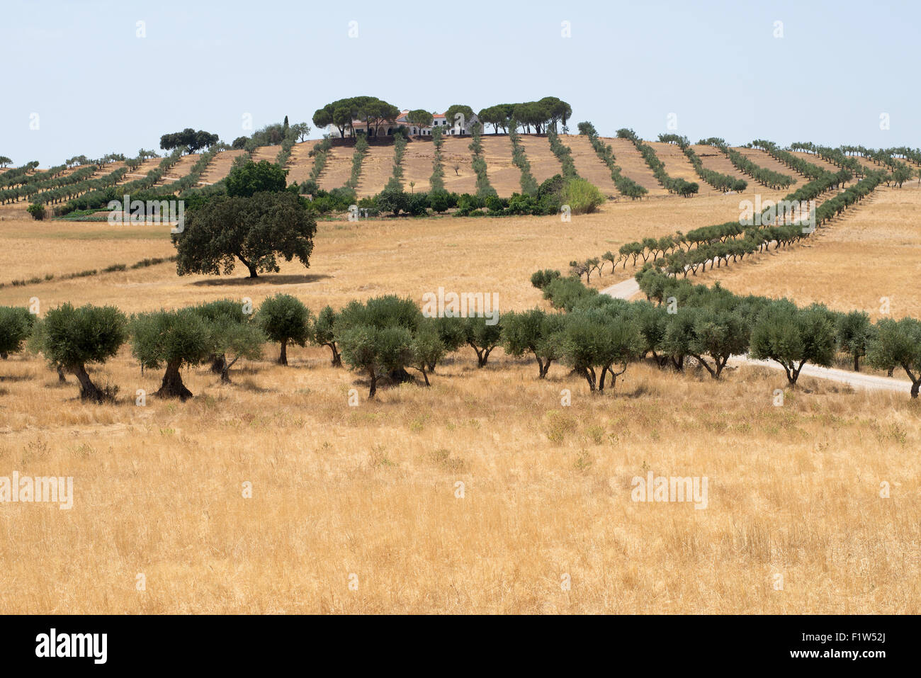 Alberi da sughero linea le colline nel paesaggio di Alentejo. Nei pressi di Mertola, in Portogallo. Il 15 luglio 2015. Foto Stock
