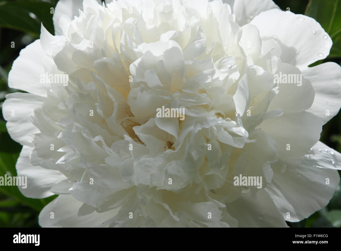 Peonia bianca dopo la pioggia di estate. Profondità di campo. Foto Stock