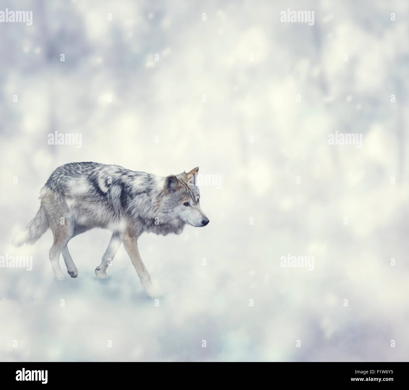 Lupo passeggiate sulla neve Foto Stock