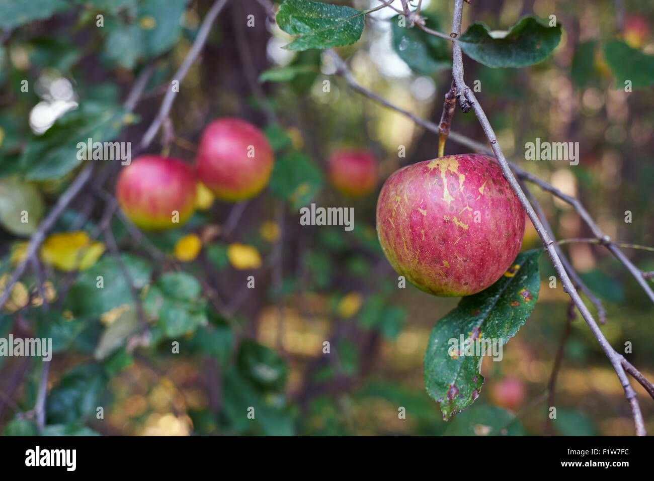 Mele pendono dai rami in un frutteto. Foto Stock