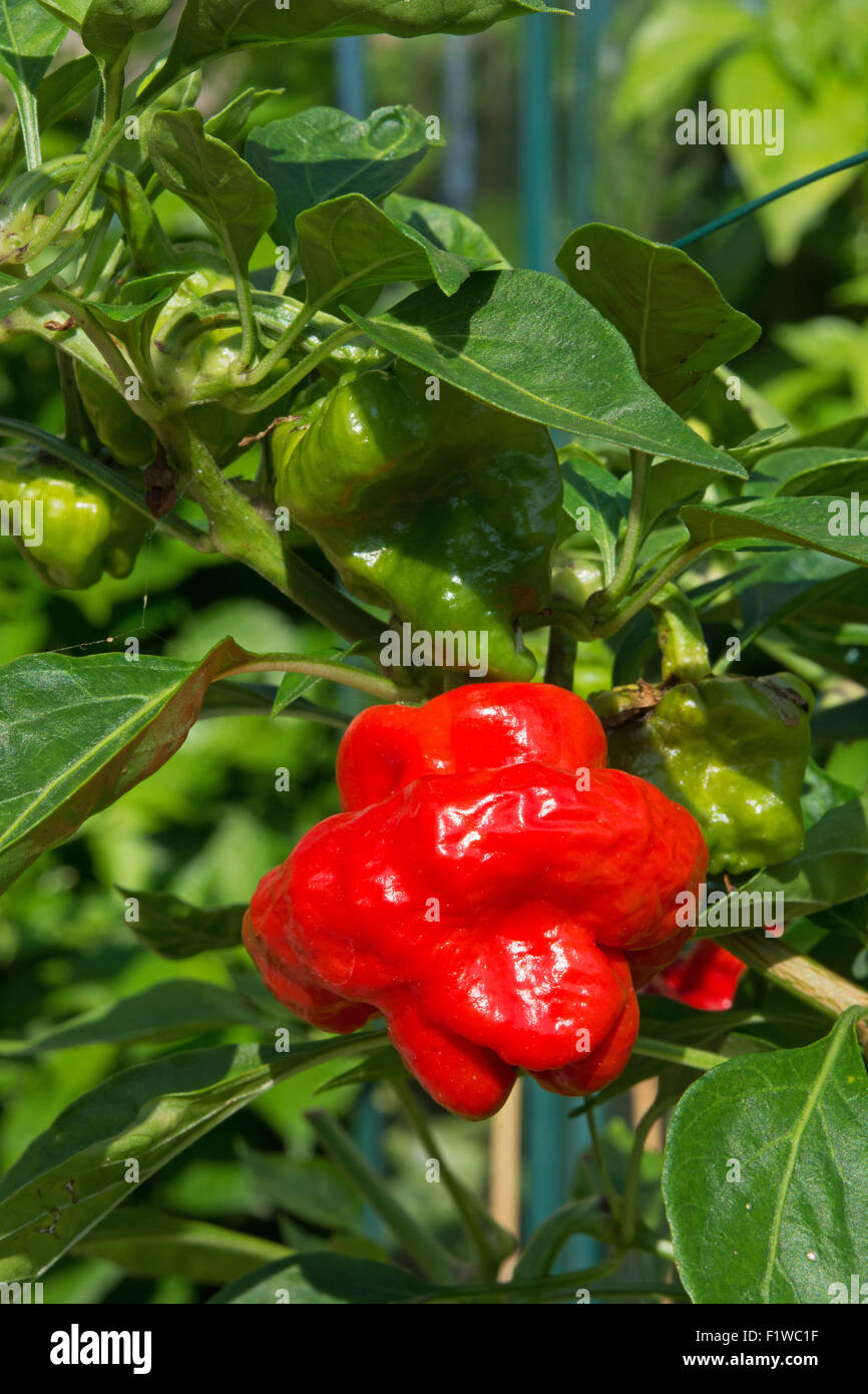 Un Scotch Bonnet Peperoncino (Capsicum chinense), con il suo distintivo Tam o'shanter forma. Regno Unito, 2015. Foto Stock
