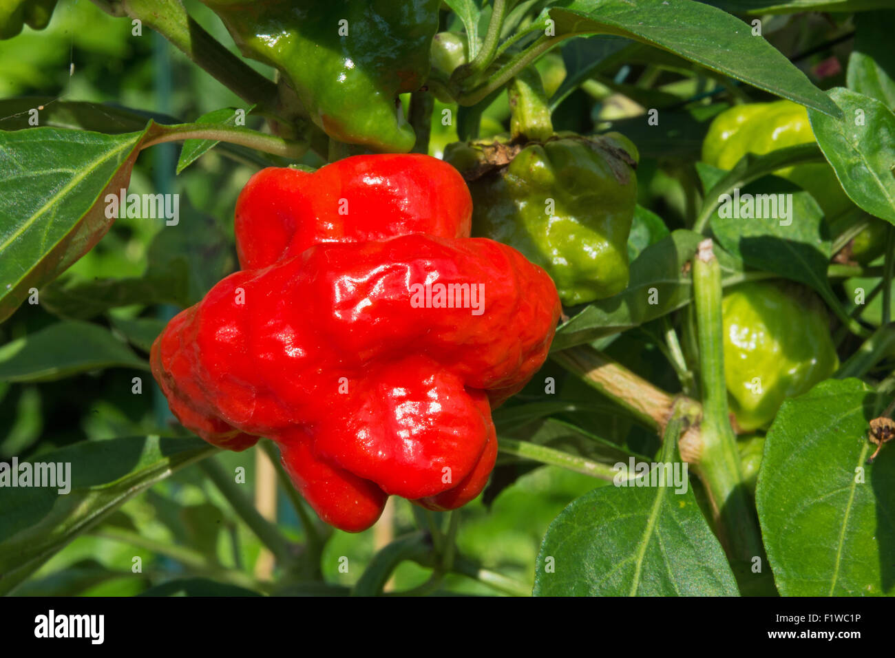 Un Scotch Bonnet Peperoncino (Capsicum chinense), con il suo distintivo Tam o'shanter forma. Regno Unito, 2015. Foto Stock