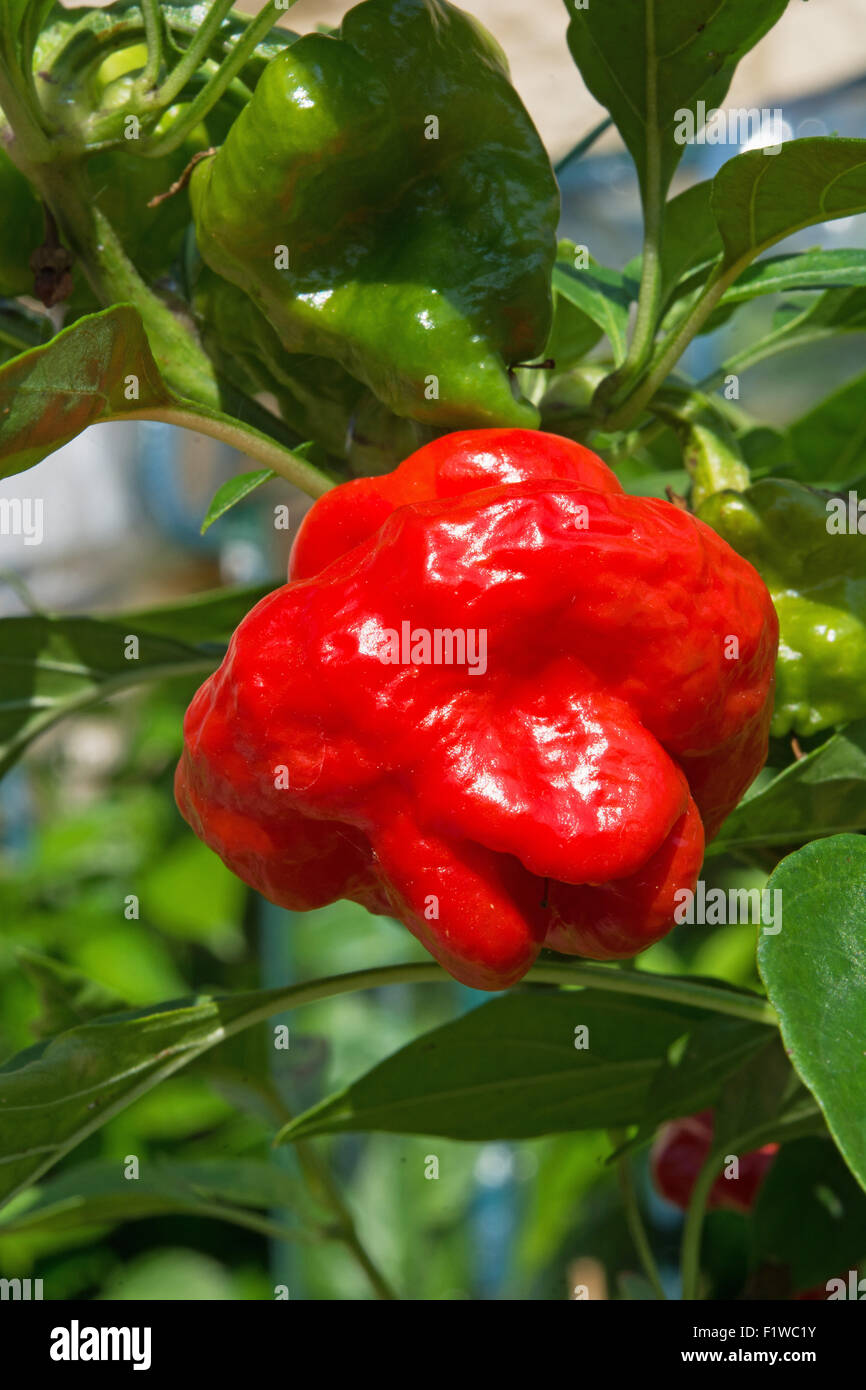 Un Scotch Bonnet Peperoncino (Capsicum chinense), con il suo distintivo Tam o'shanter forma. Regno Unito, 2015. Foto Stock