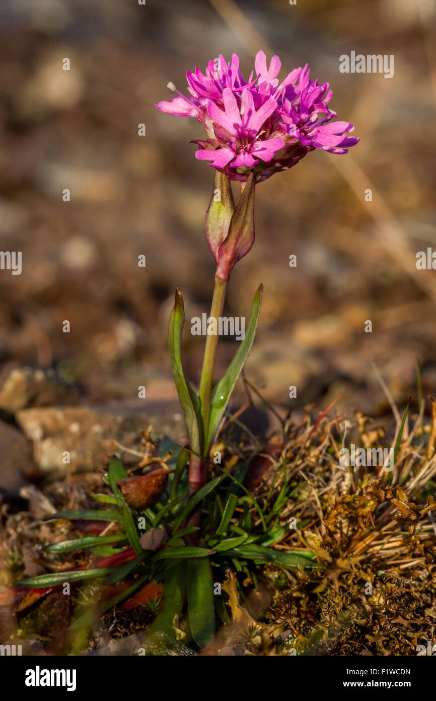 Alpine (catchfly Silene suecica) Foto Stock