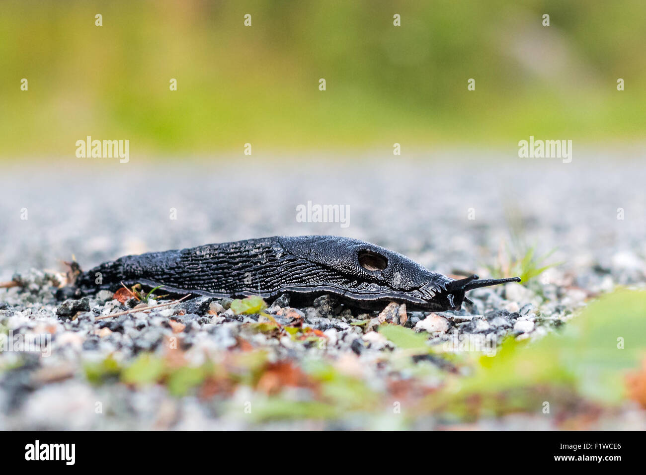 Nero (slug Arion ater). Foto Stock