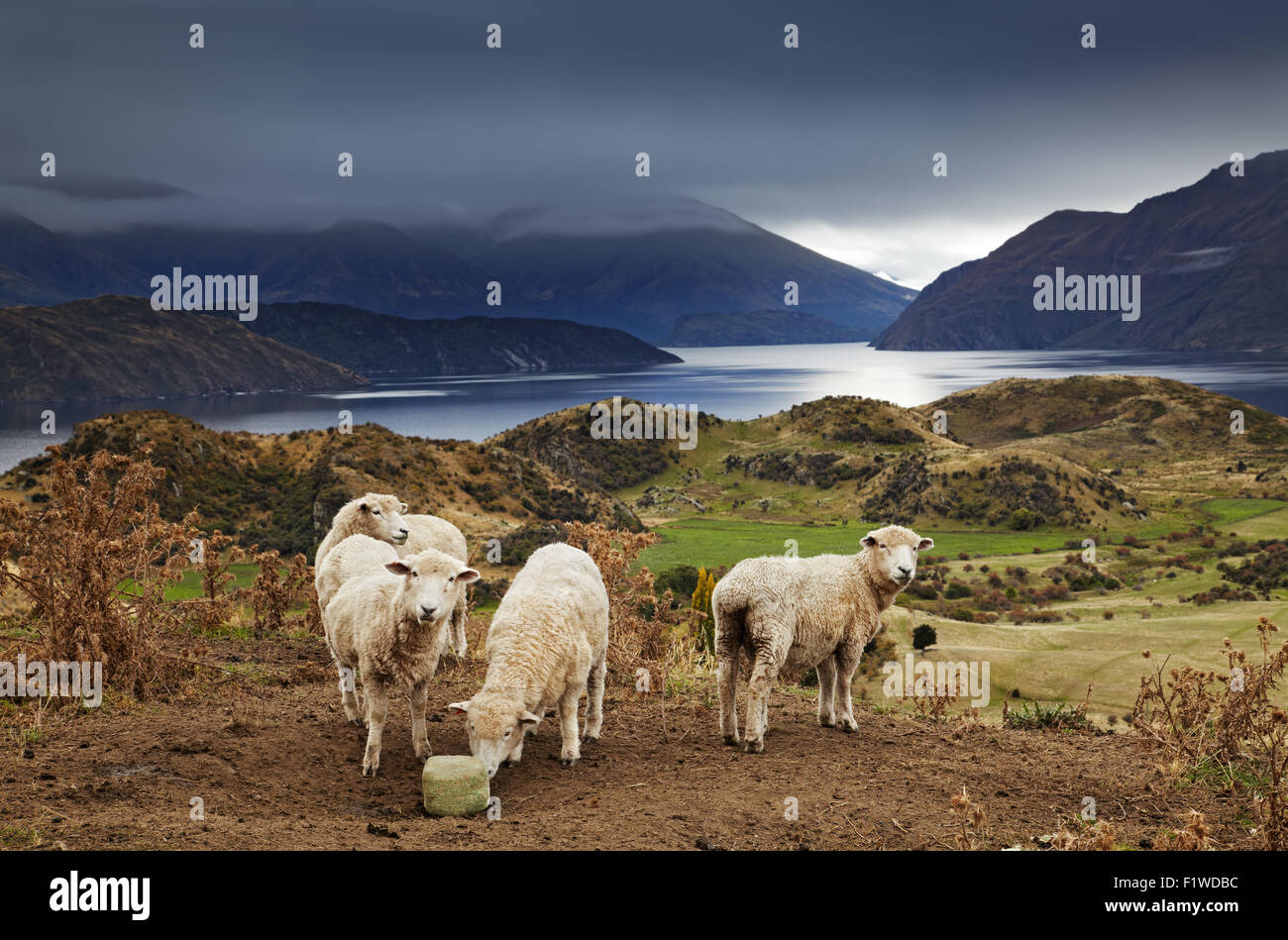 Pecore leccare il sale, Mount Roys, Wanaka, Nuova Zelanda Foto Stock