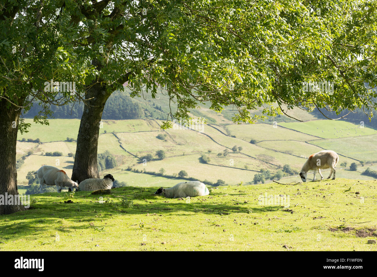 Pecora che pascola in Rosedale, North Yorkshire Moors, Inghilterra, Settembre 2015 Foto Stock