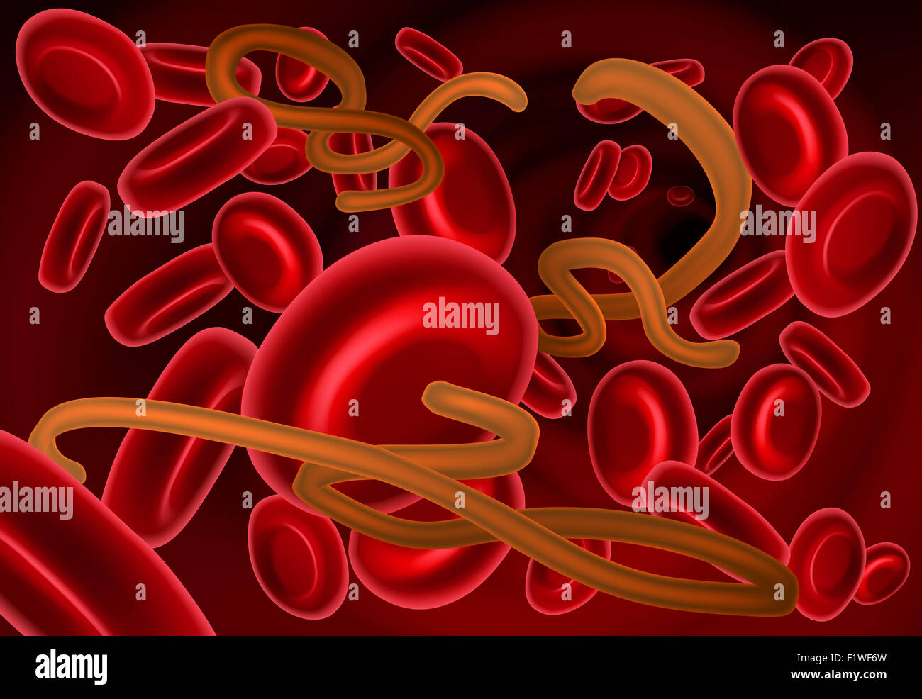Una illustrazione del virus ebola virione e cellule del sangue Foto Stock